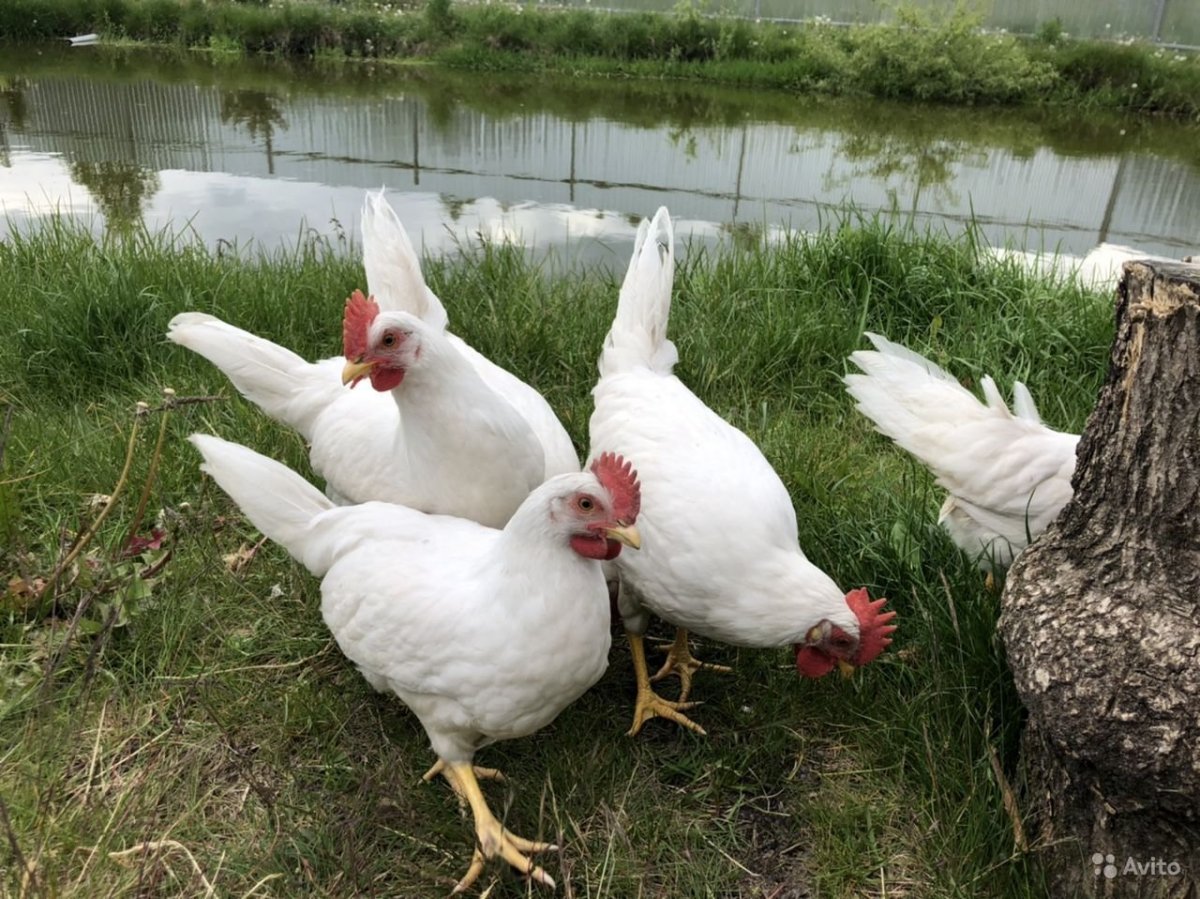 Декалб Браун куры