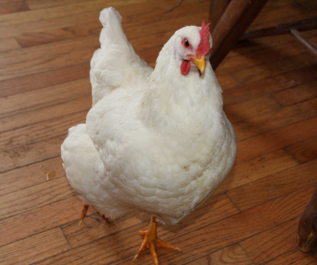 Куры несушки Суссекс