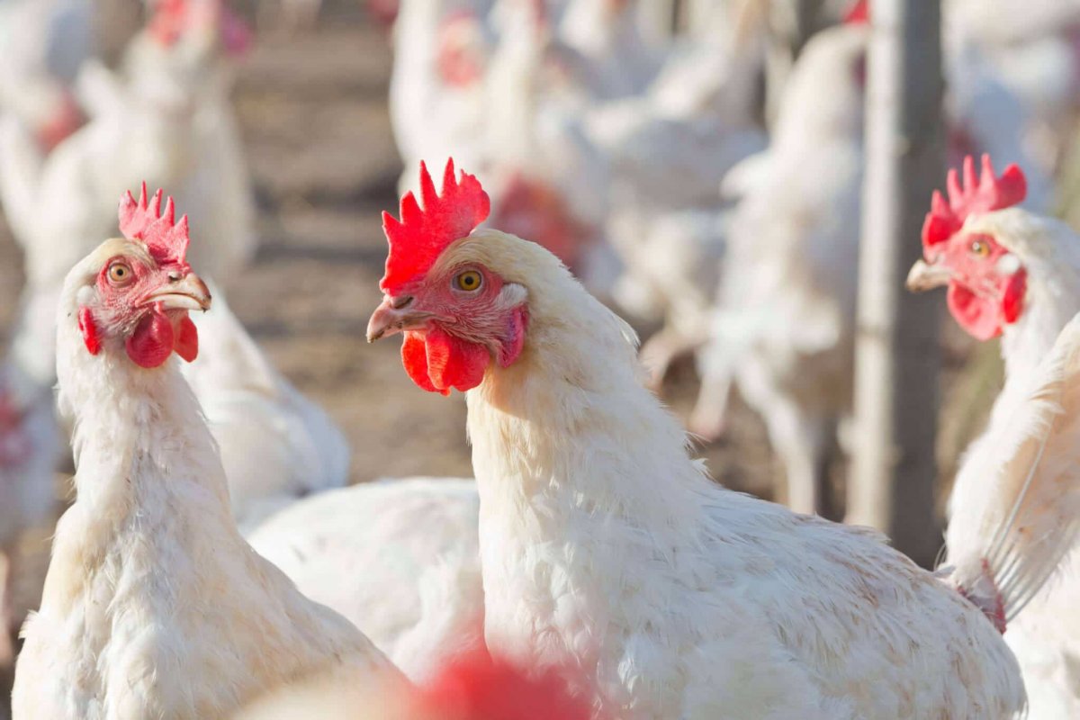 Куры породы Уран несушки