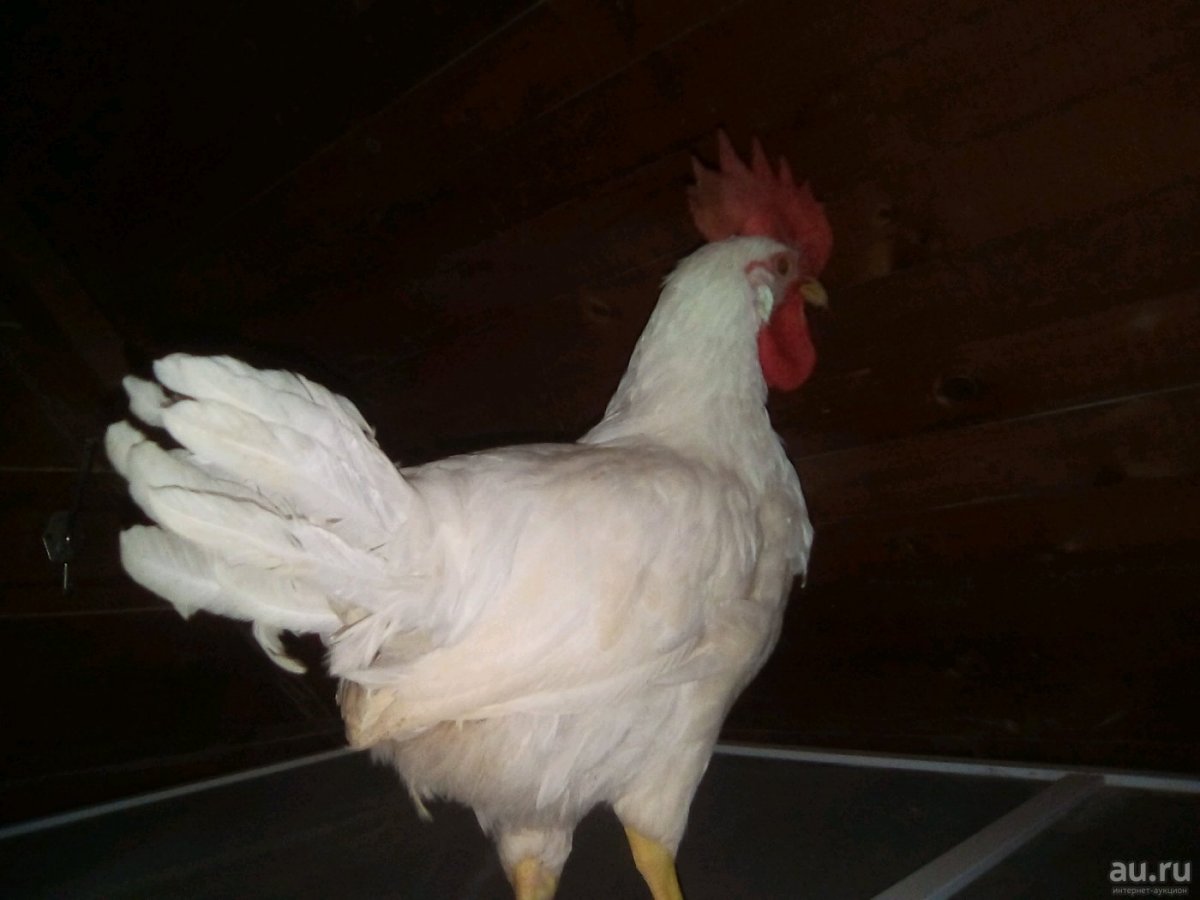 Несушка русская белая