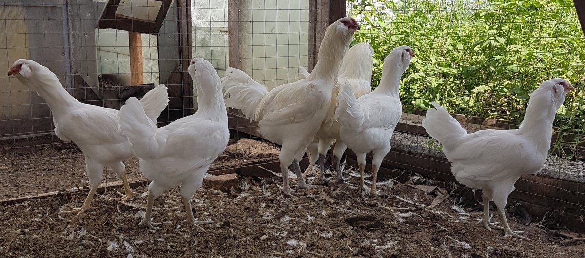 Несушка кросс куры Декалб-Уран