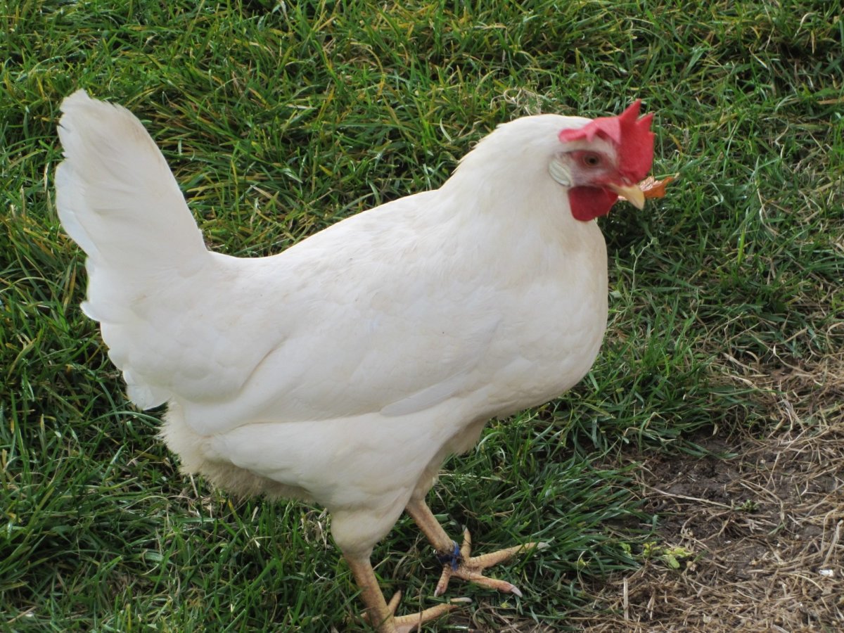 Купить кур в Благовещенске Амурской области