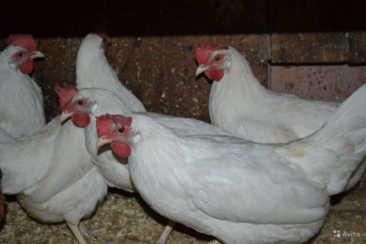 Гетерозис бройлерные куры