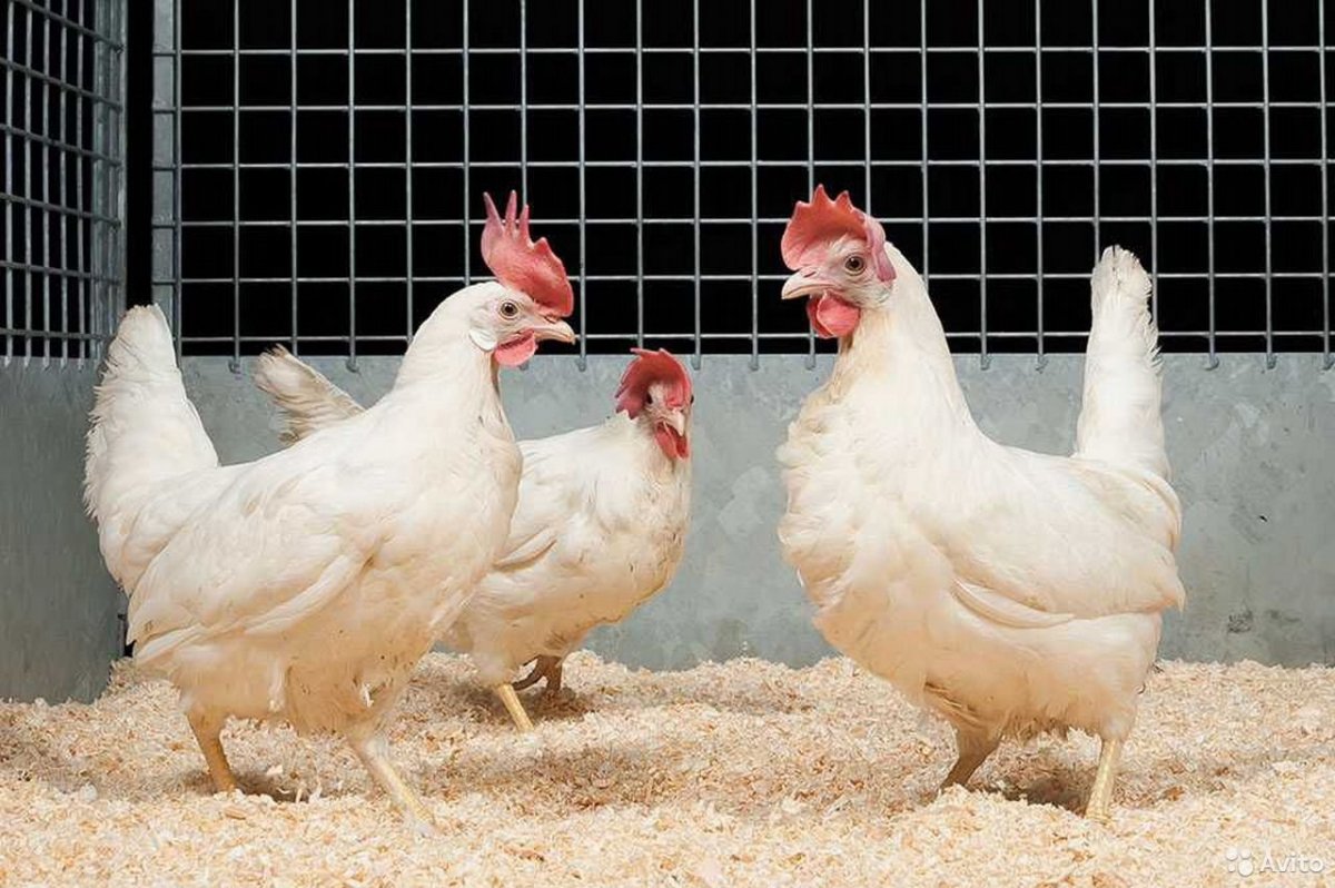 Декалб Браун порода