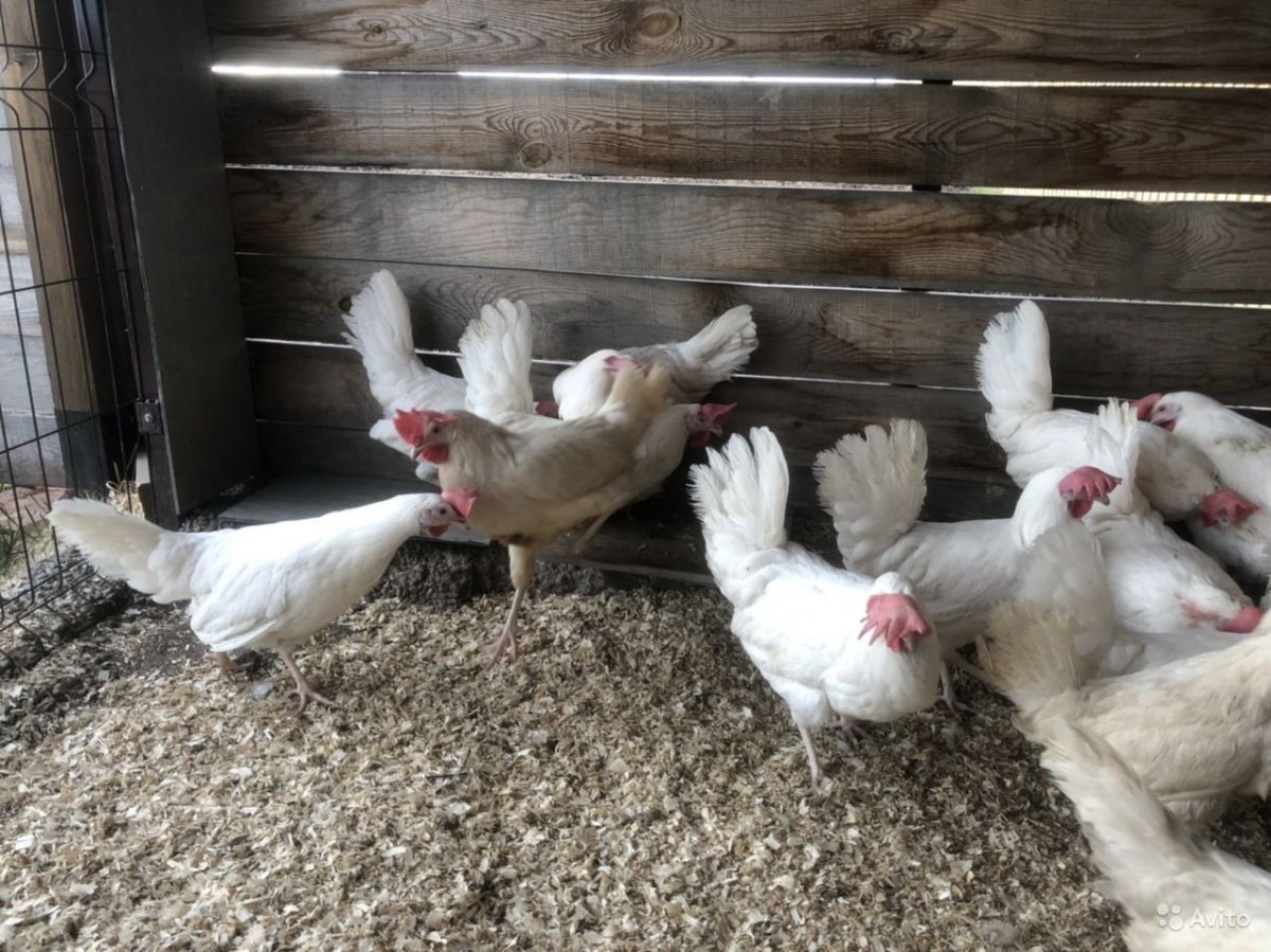 Куры белые
