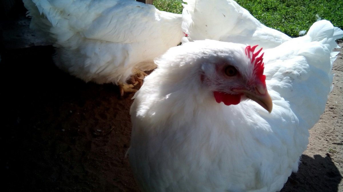 Куры породы Ломан белый