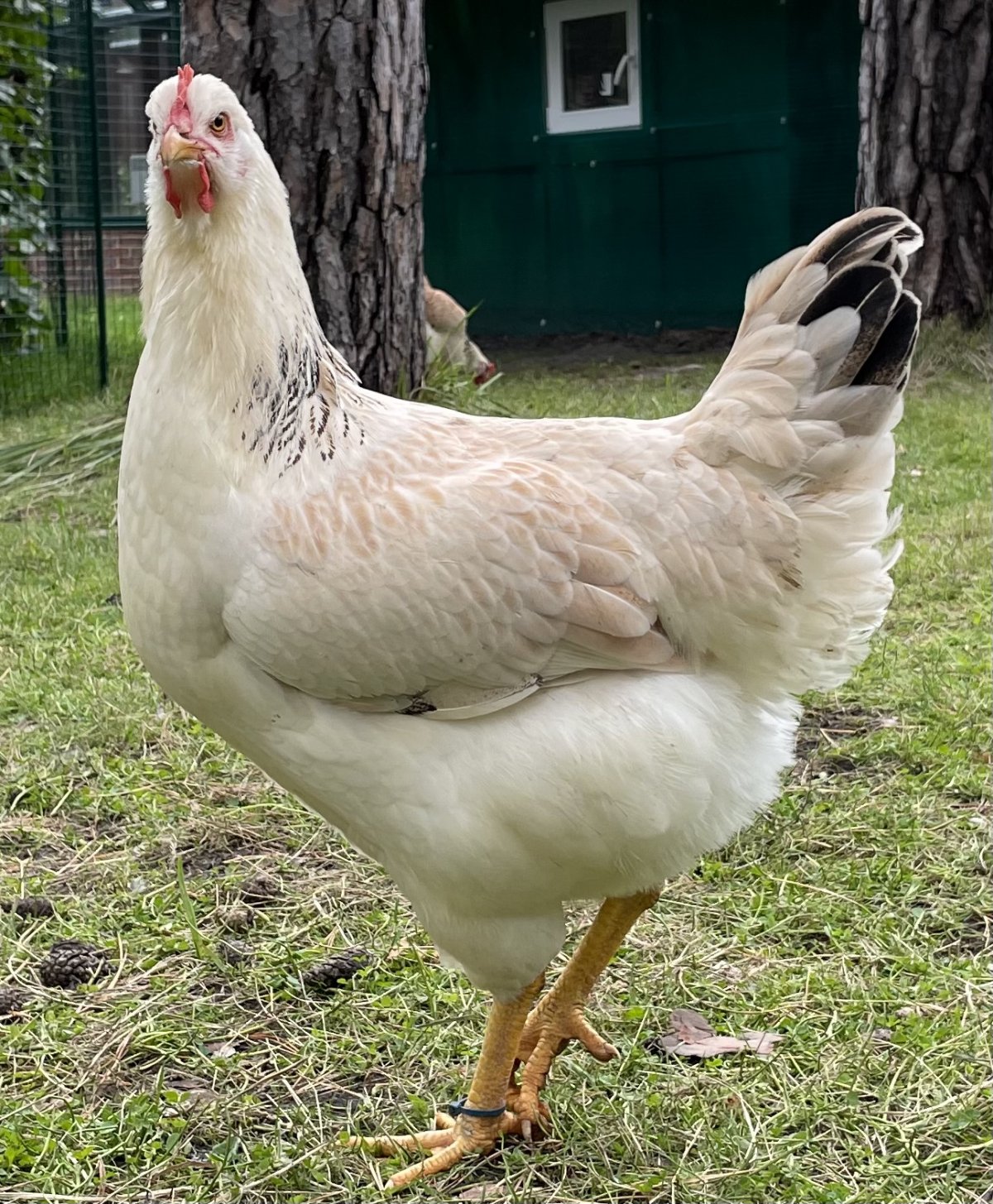 Курица породы русская белая