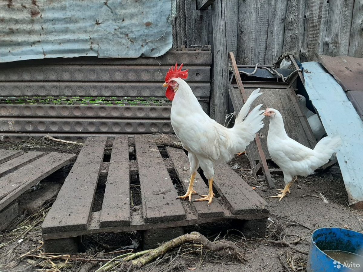 Птицеводство куры