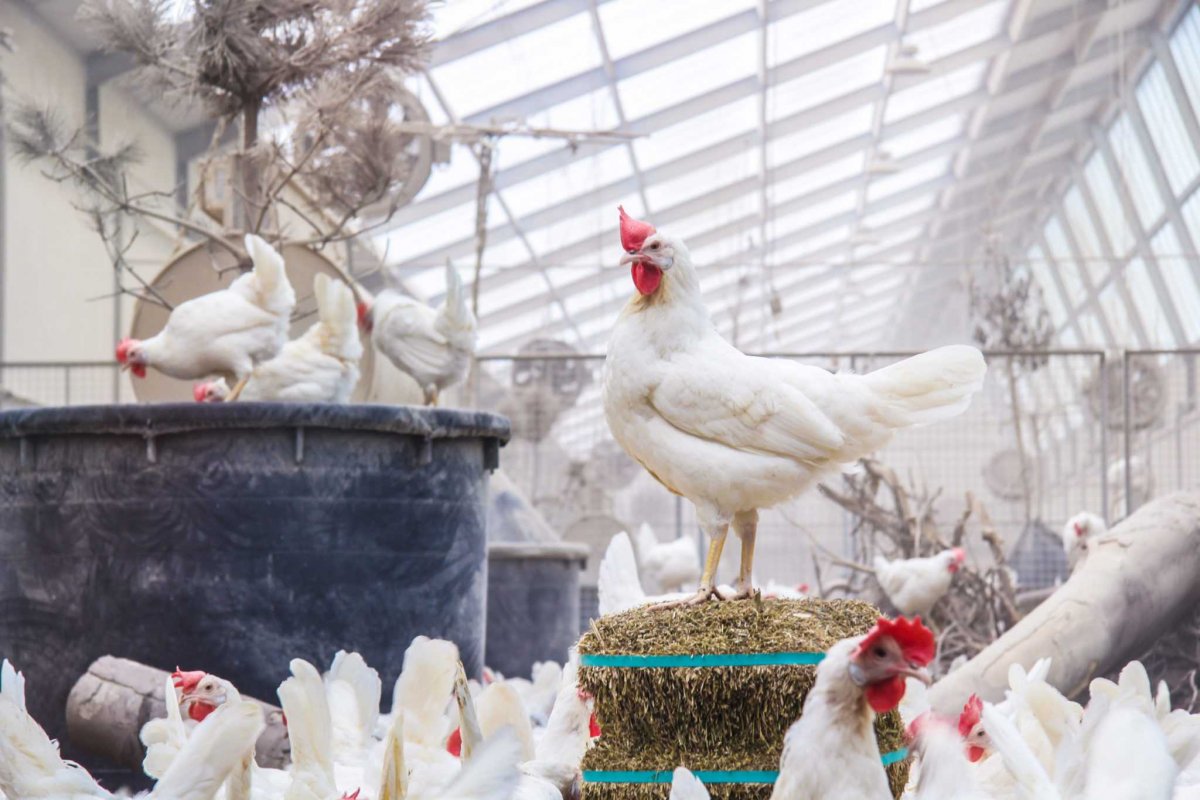 Белый Леггорн порода кур