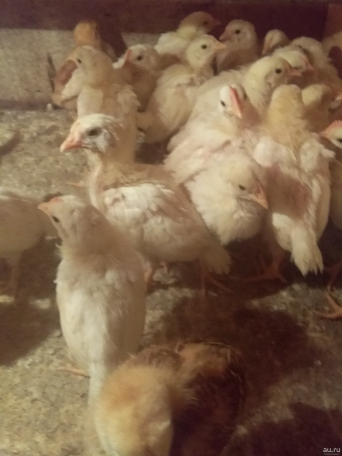 Куры Леггорн Браун