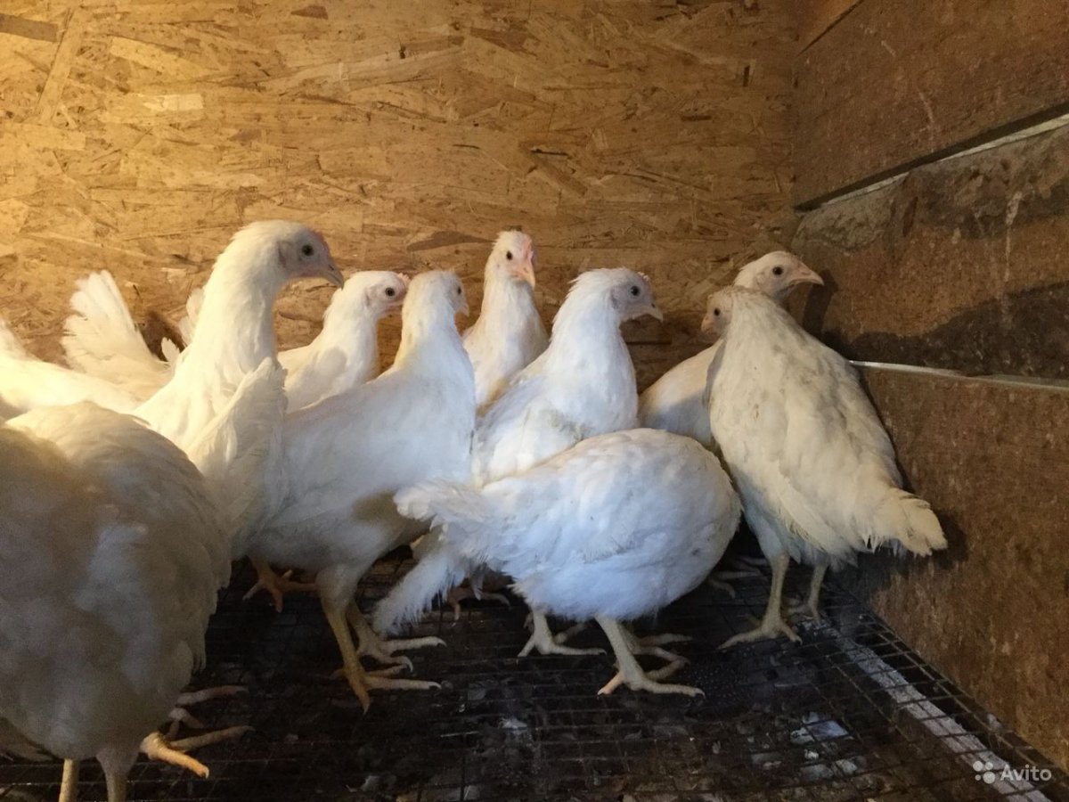 Куры Финляндии