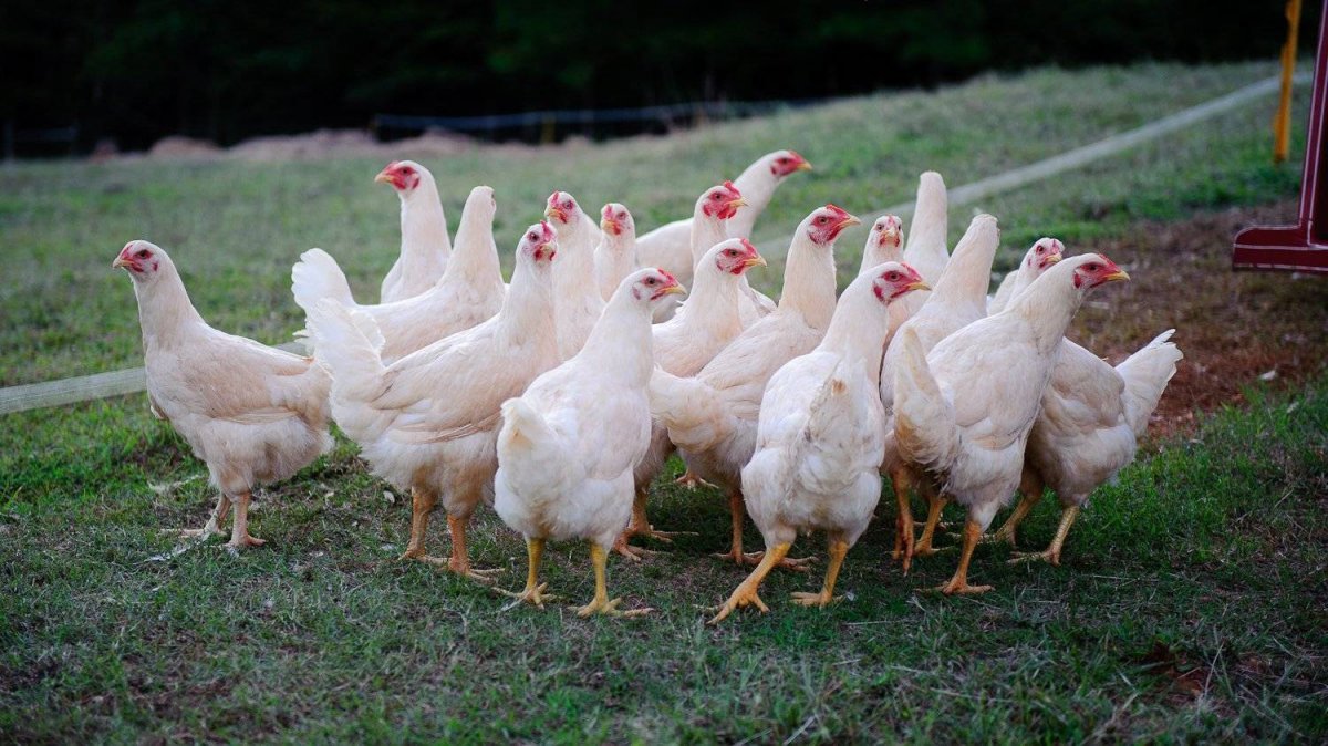 Кыргызская порода кур