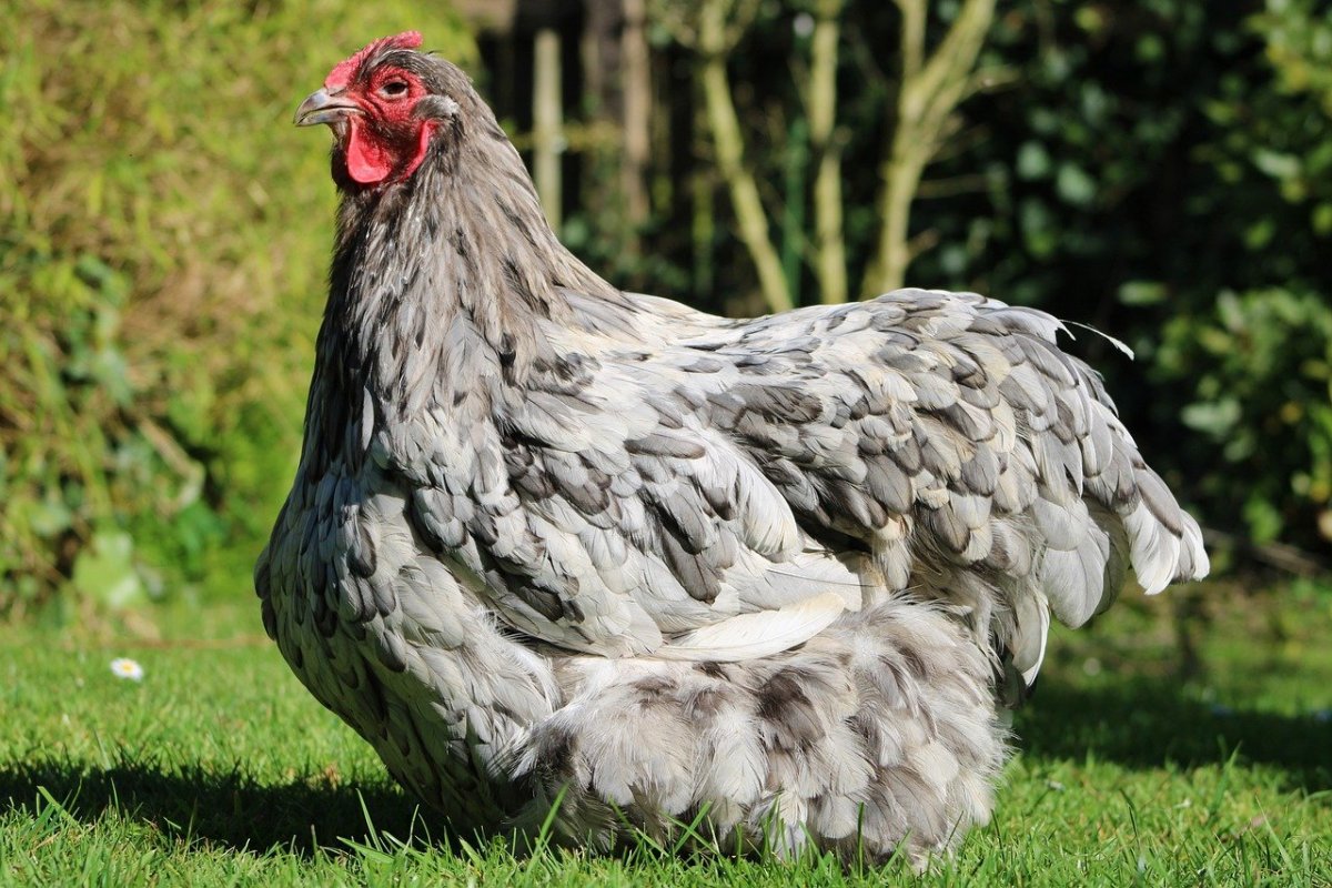 Порода кур кросс «Беларусь-9»