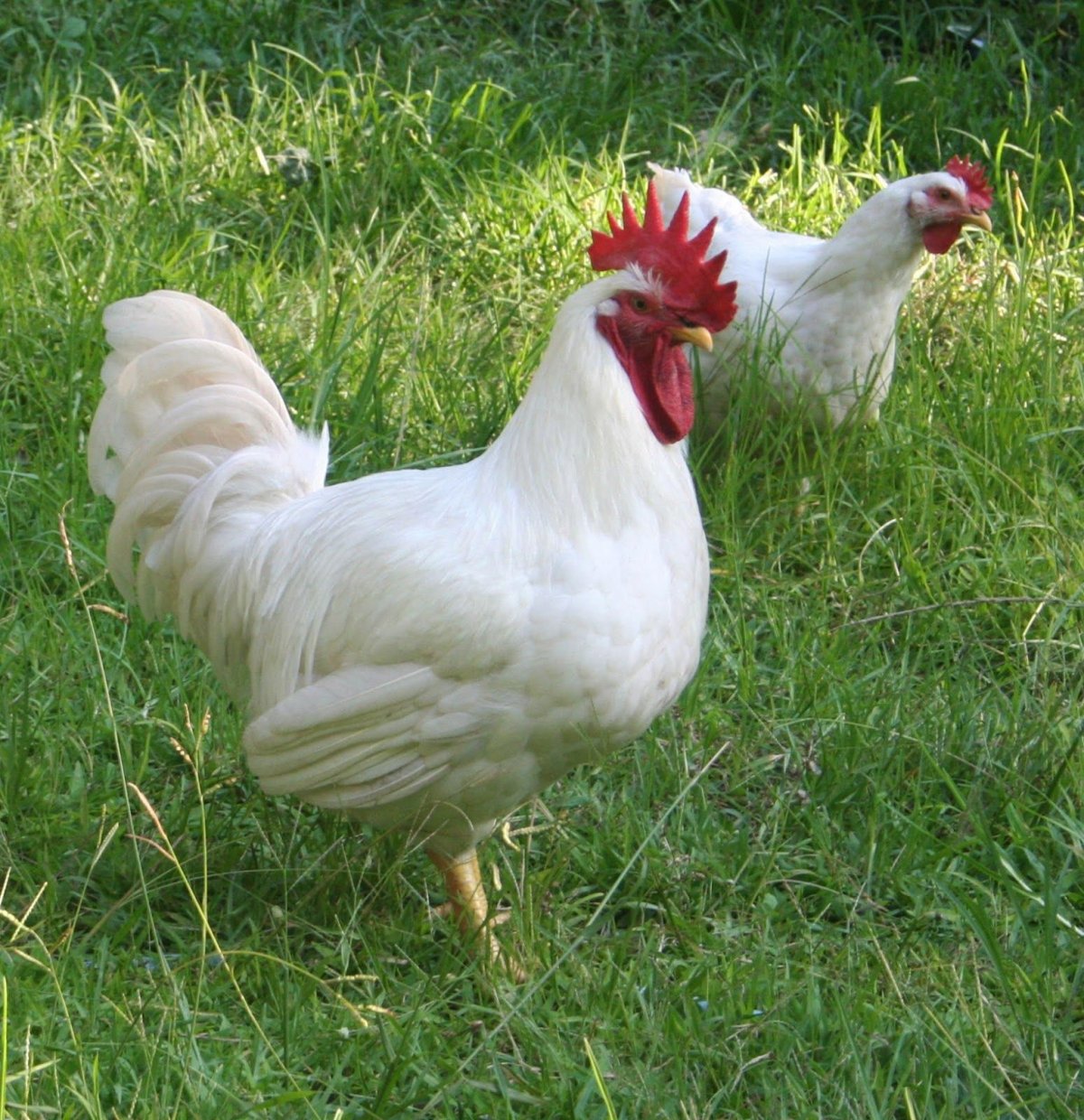 Куры французской породы Бресс Гальский