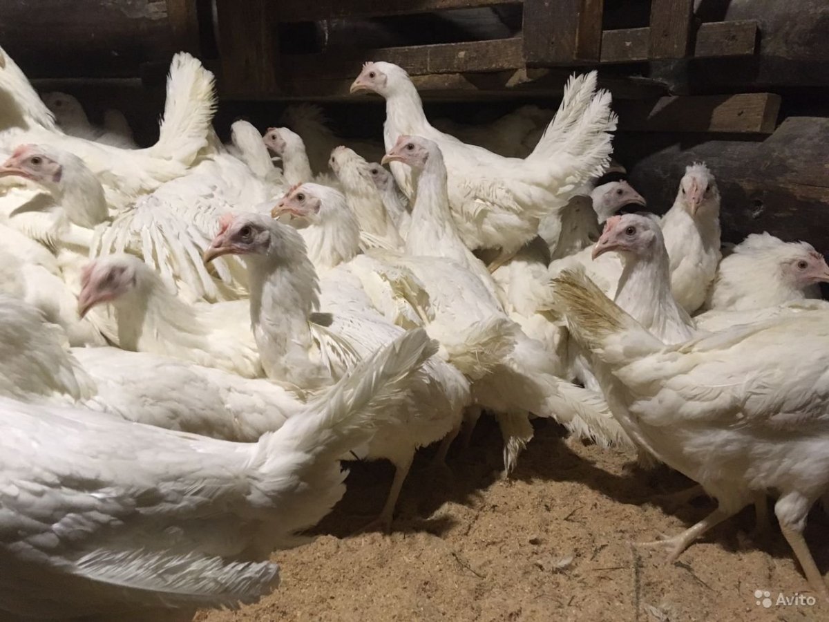 Декалб Уайт порода