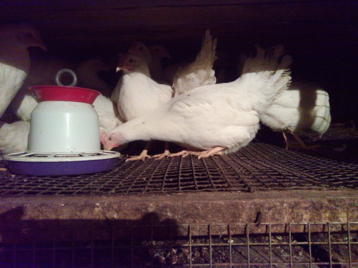 Куры супер ник