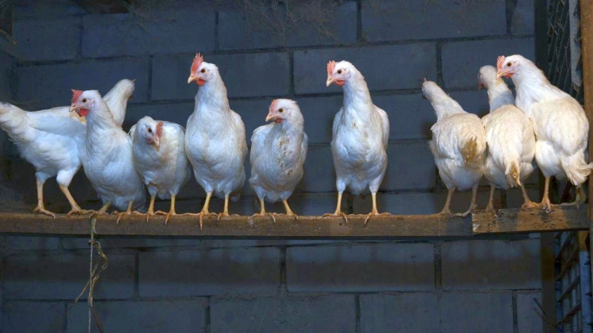 Петухи породы Декалб