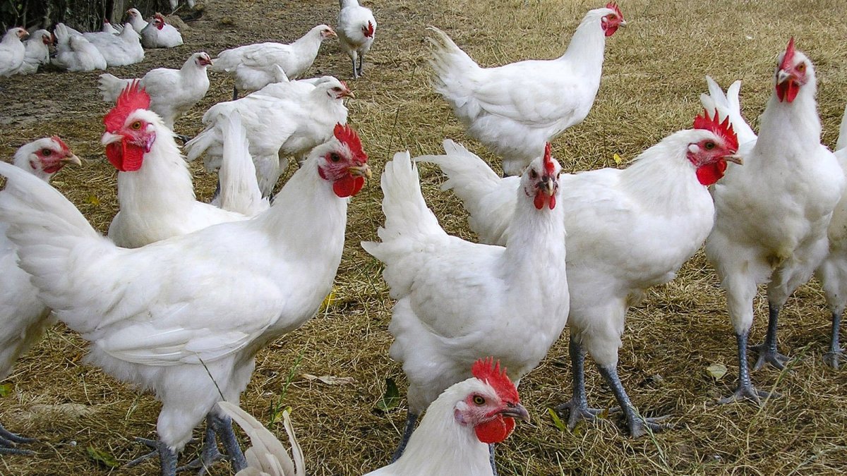 Декалб Уайт куры