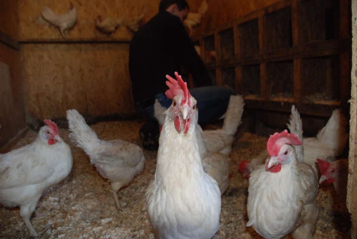 Несушка Уран Декалб