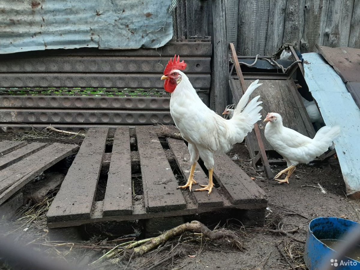 Петух Декалб Уайт