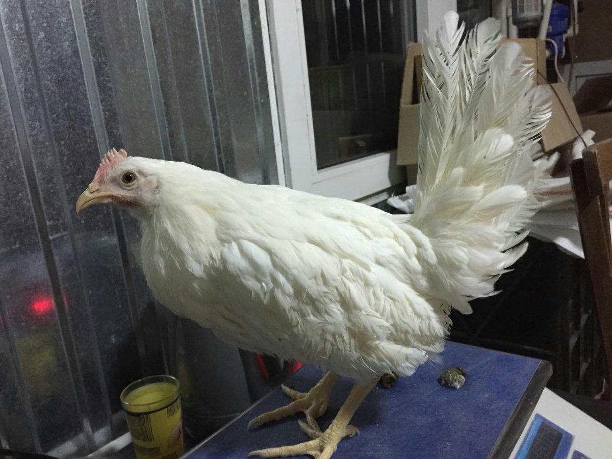 Куры несушки Ломан Браун