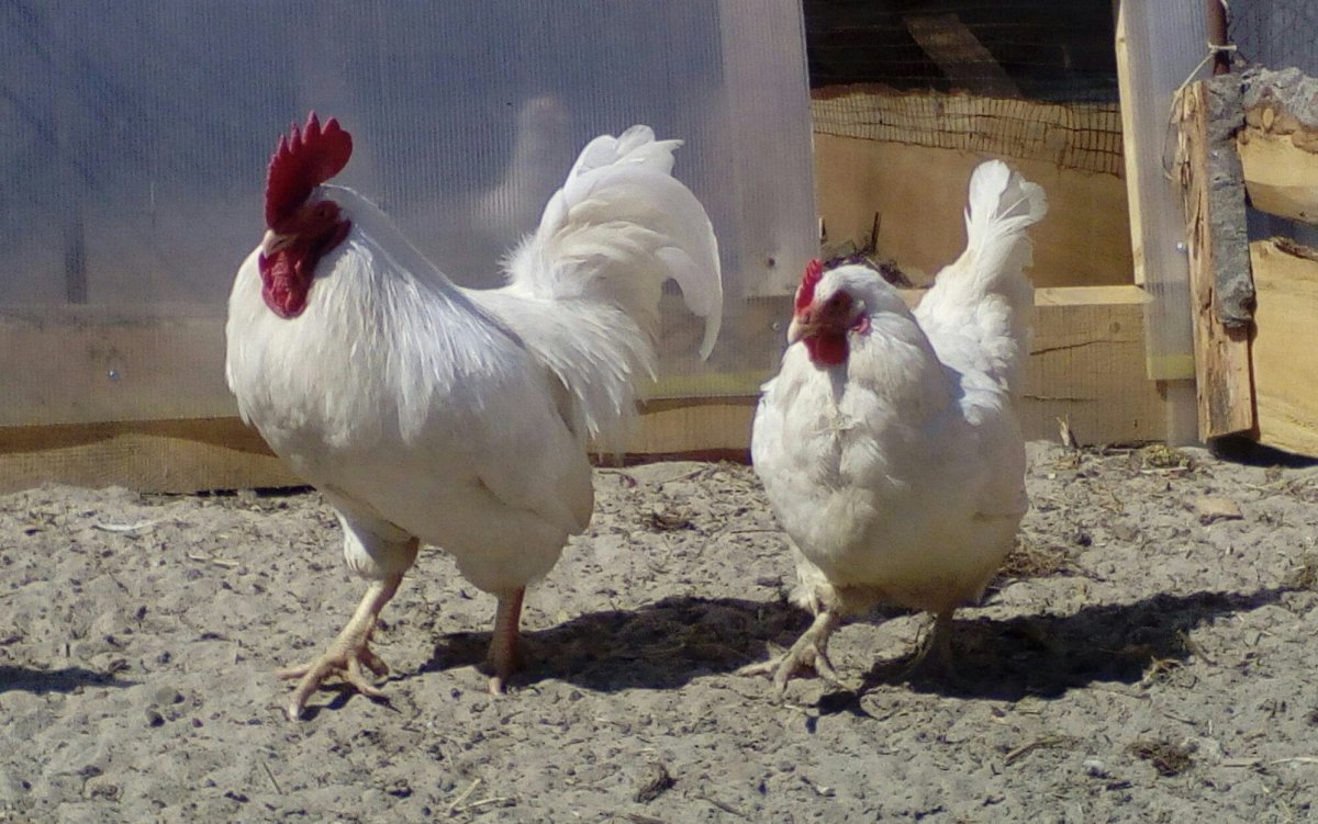 Декалб Уайт порода