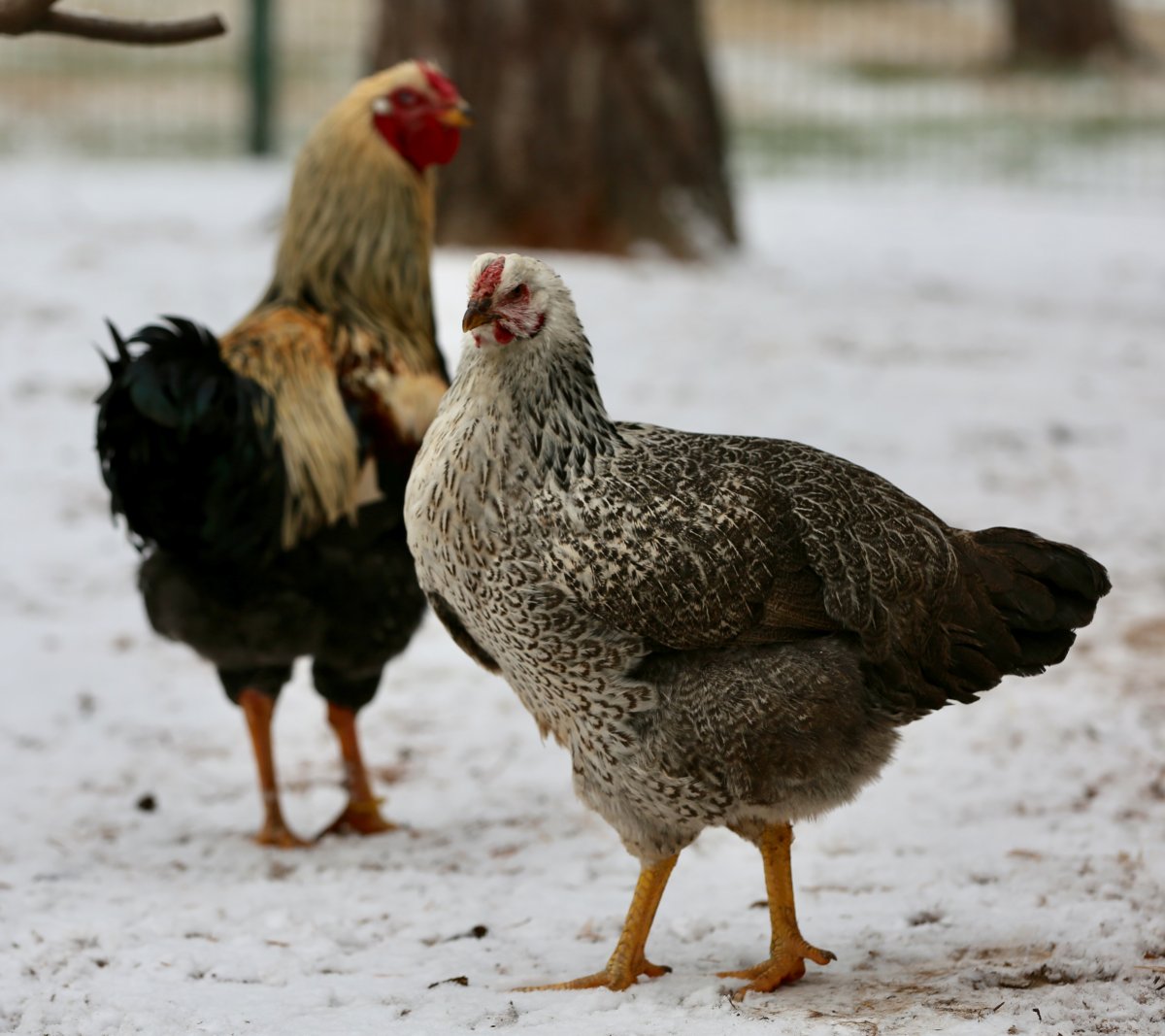 Первомайские куры
