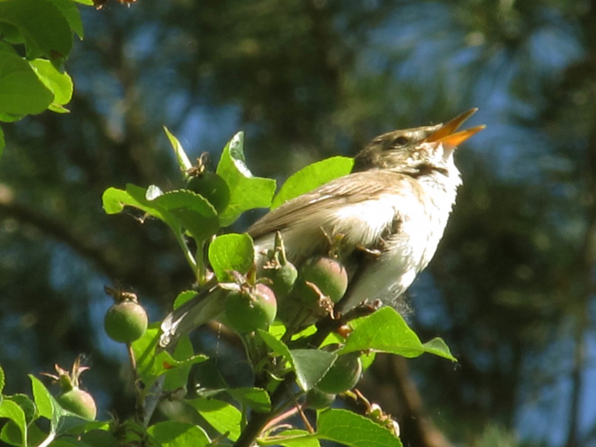 Лесной Соловей
