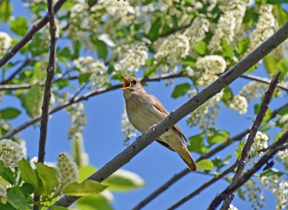 Черемуха и птицы