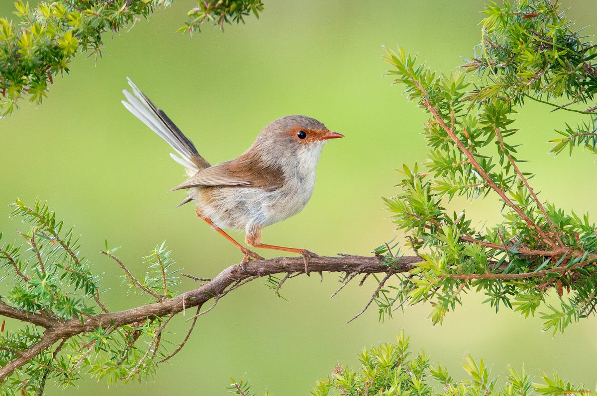 Маленькая птичка на веточке