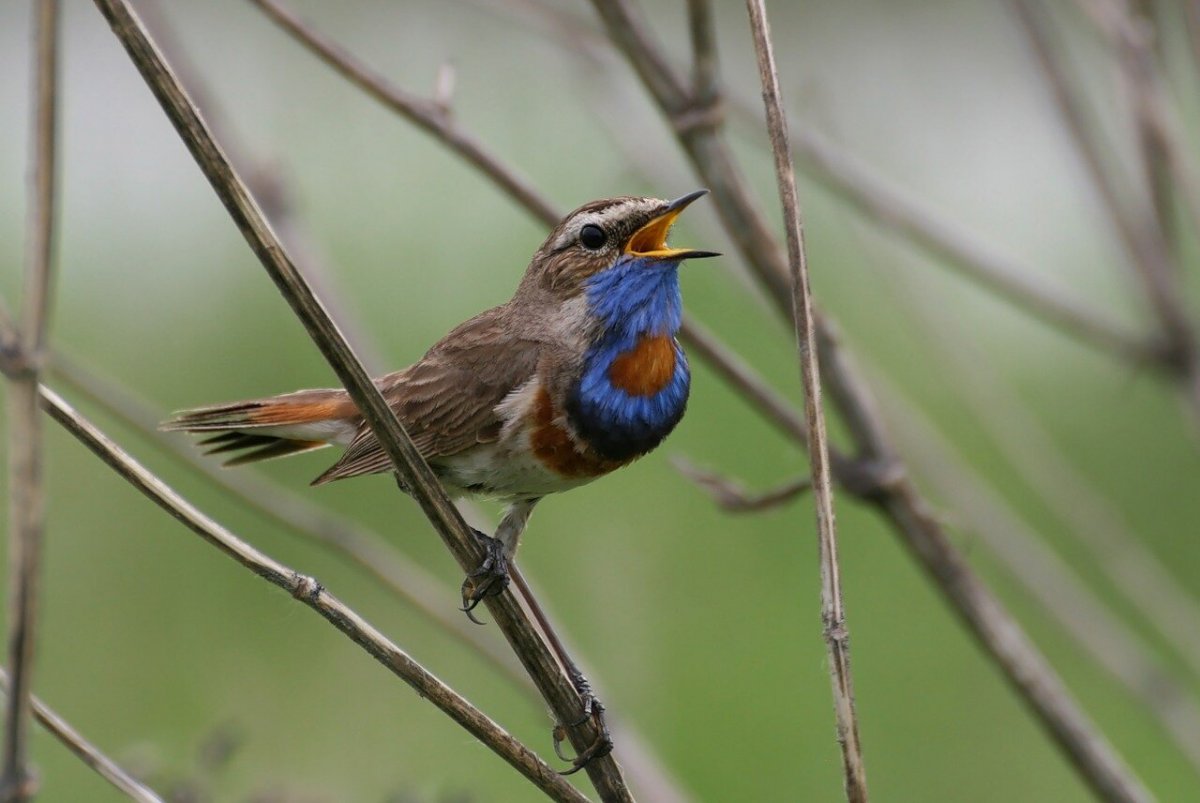 Птица варакушка пение