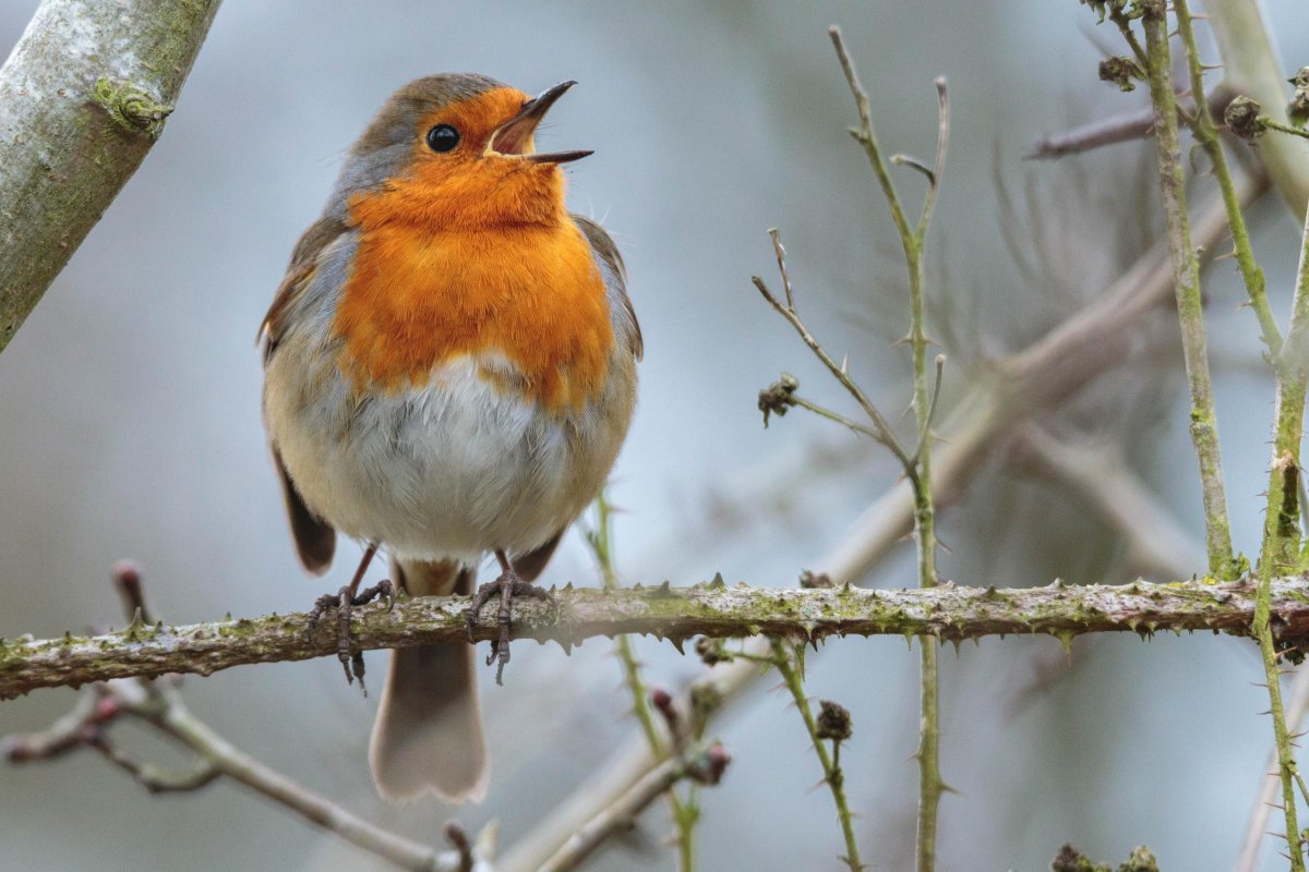 Зяблик горихвостка