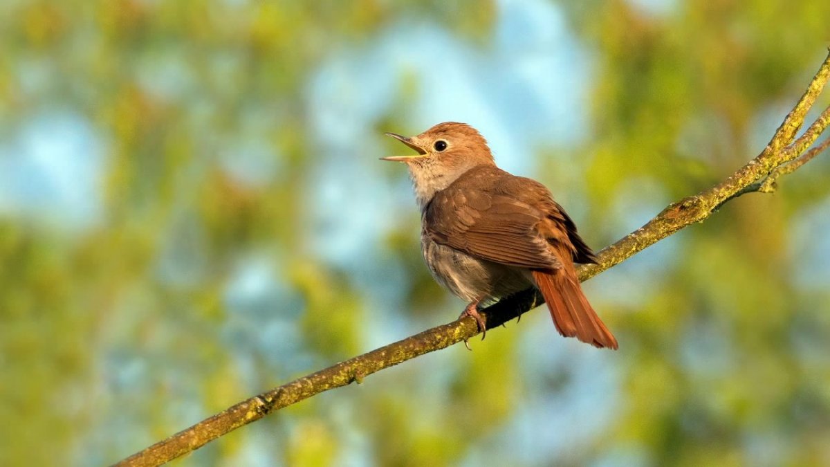 Курский Соловей