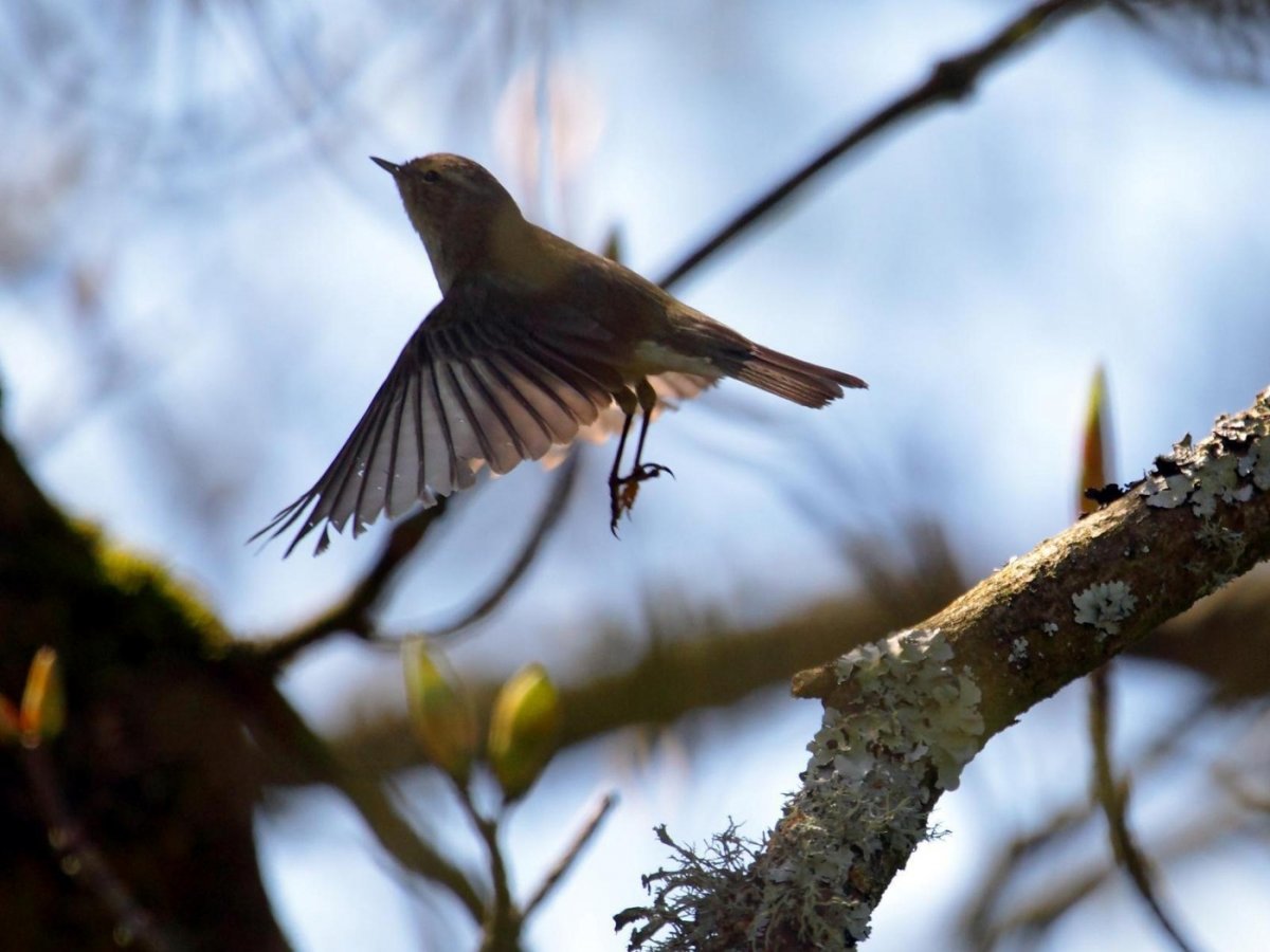 Весенние птицы в полете