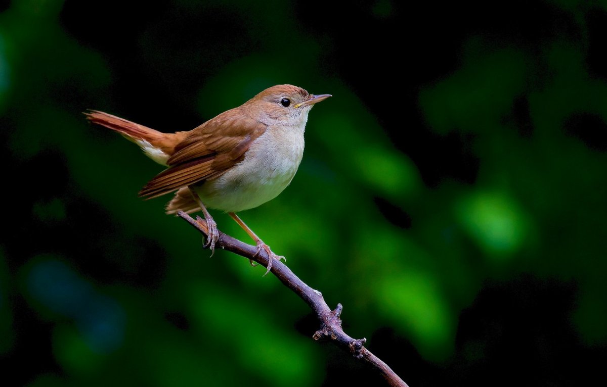 Красивый Соловей