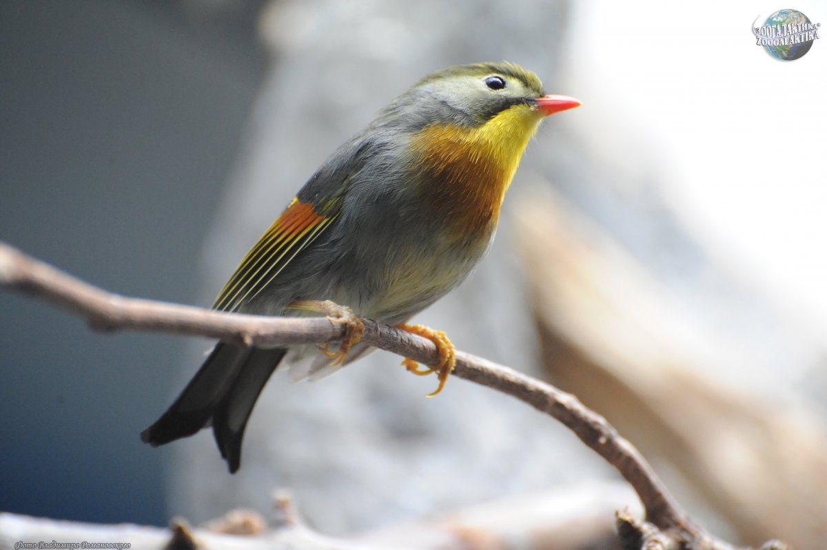 Золотохвостый Соловей