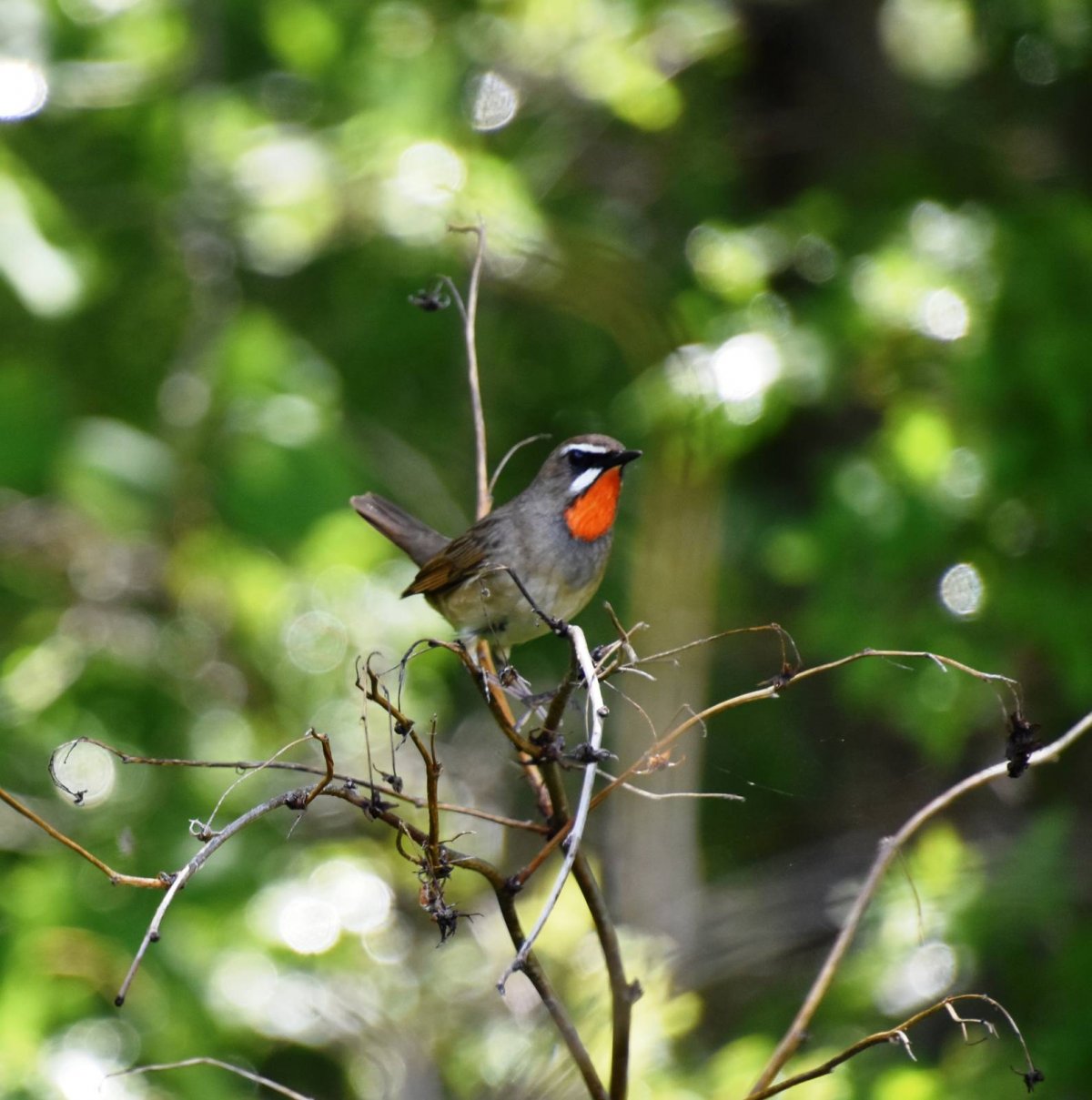 Соловей-красношейка Luscinia Calliope