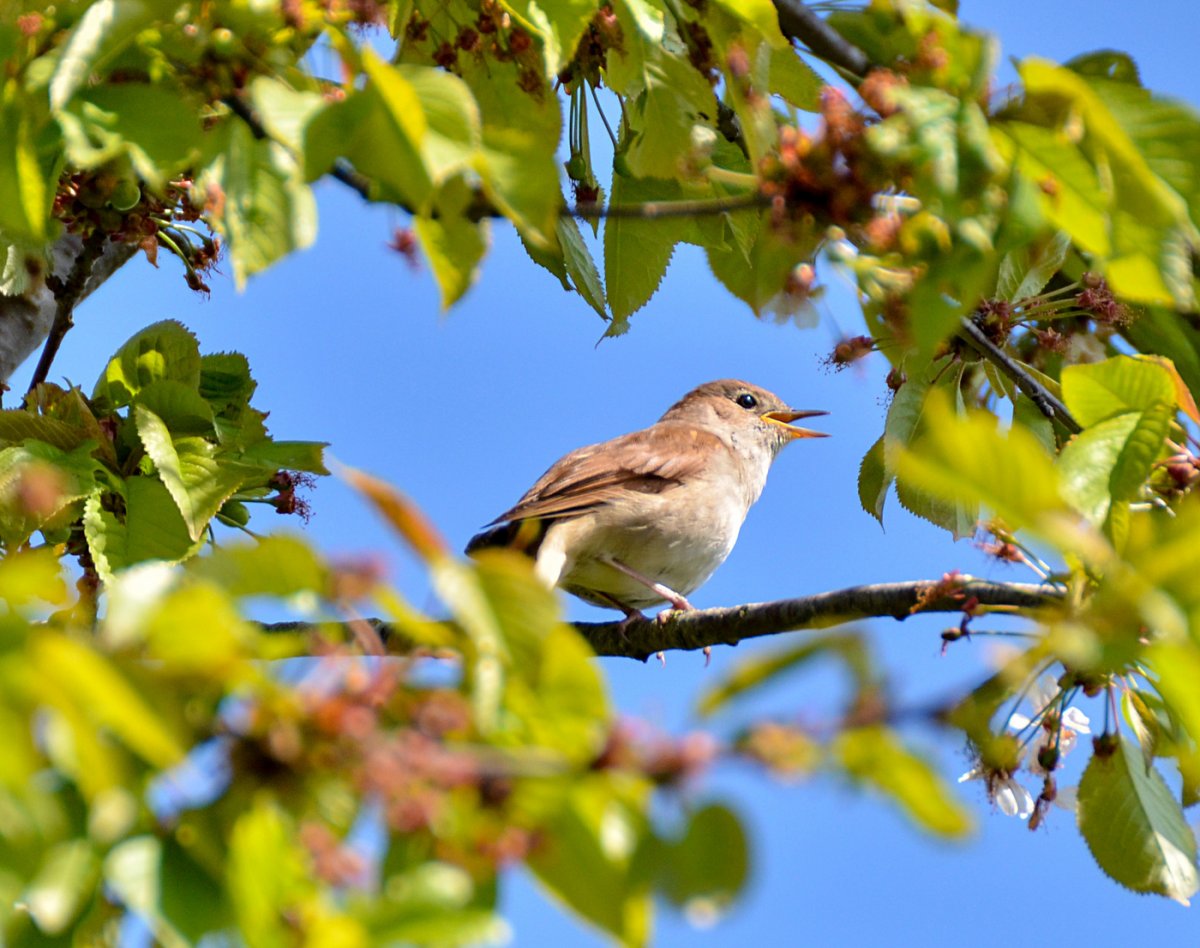 Курский Соловей