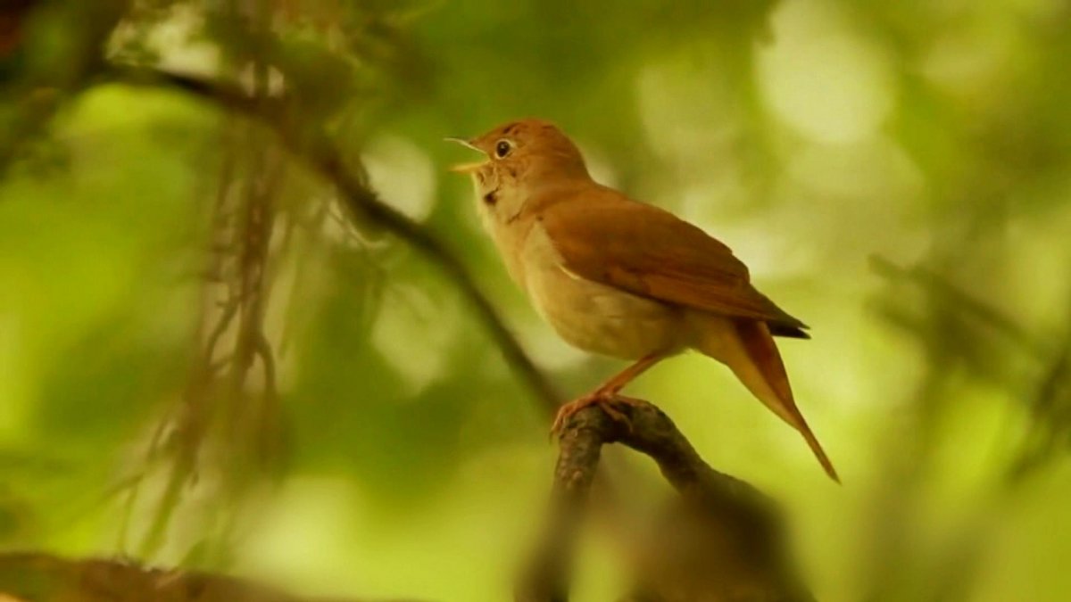Обыкновенный Соловей