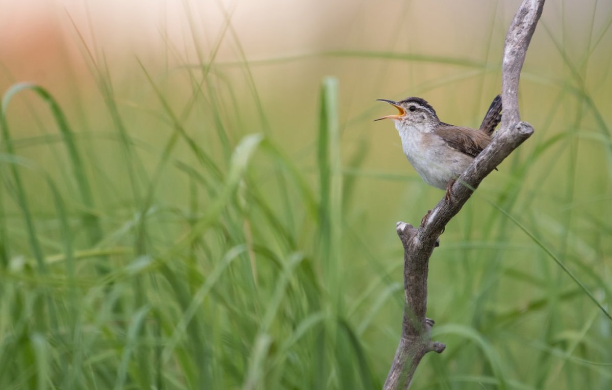 Соловей в траве