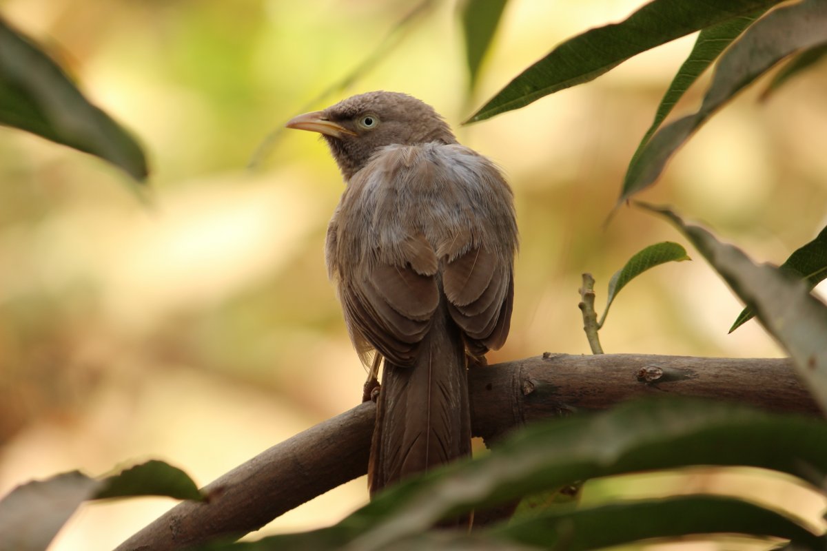 Черный Соловей птица