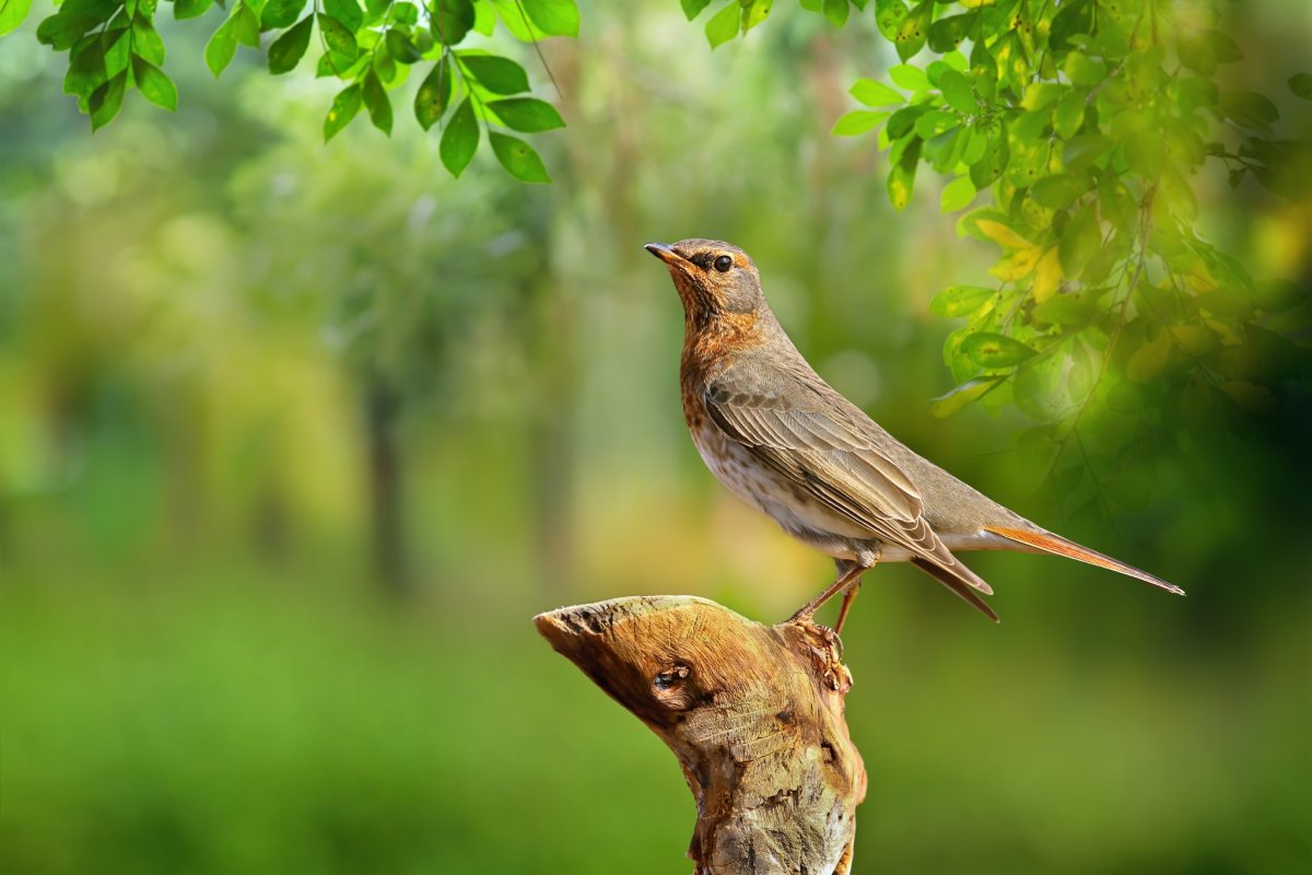 Соловей поет Соловушка
