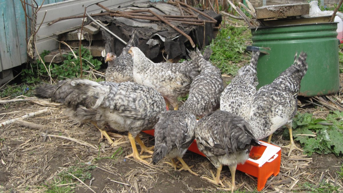 Куры несушки Борковская барвистая