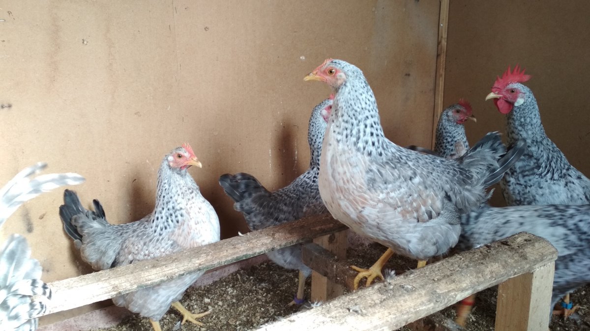 Серебристый Леггорн Борковская барвистая