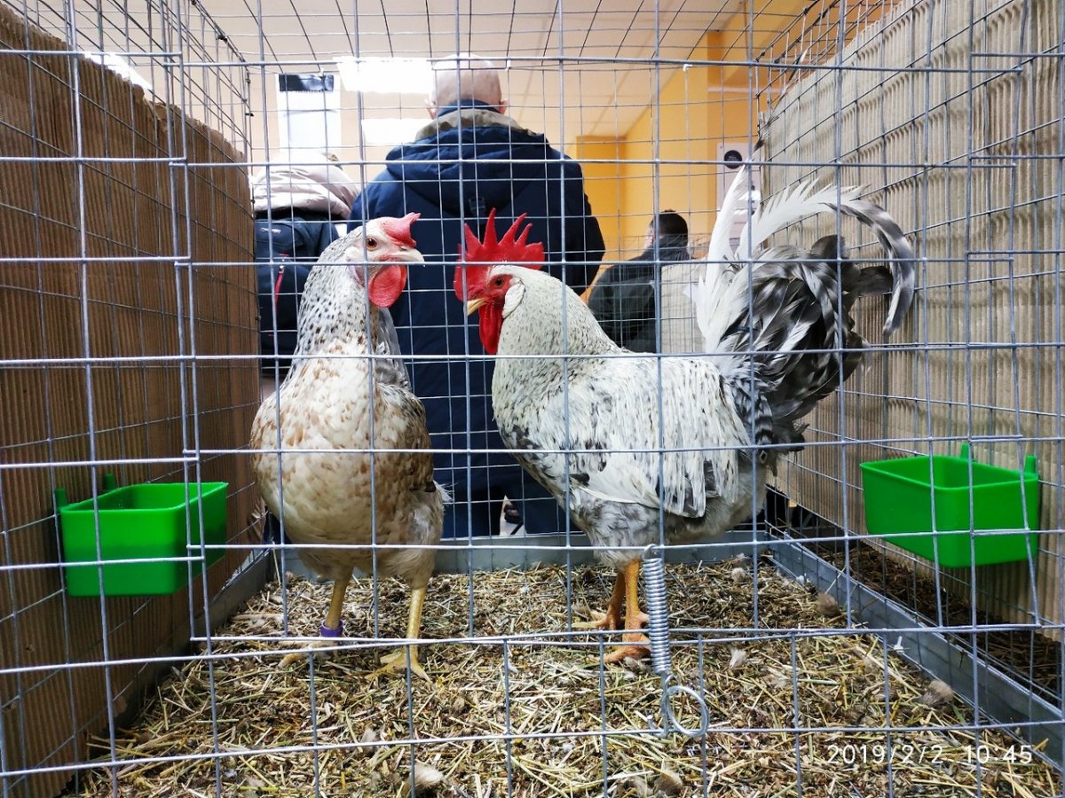 Петух Борковская барвистая