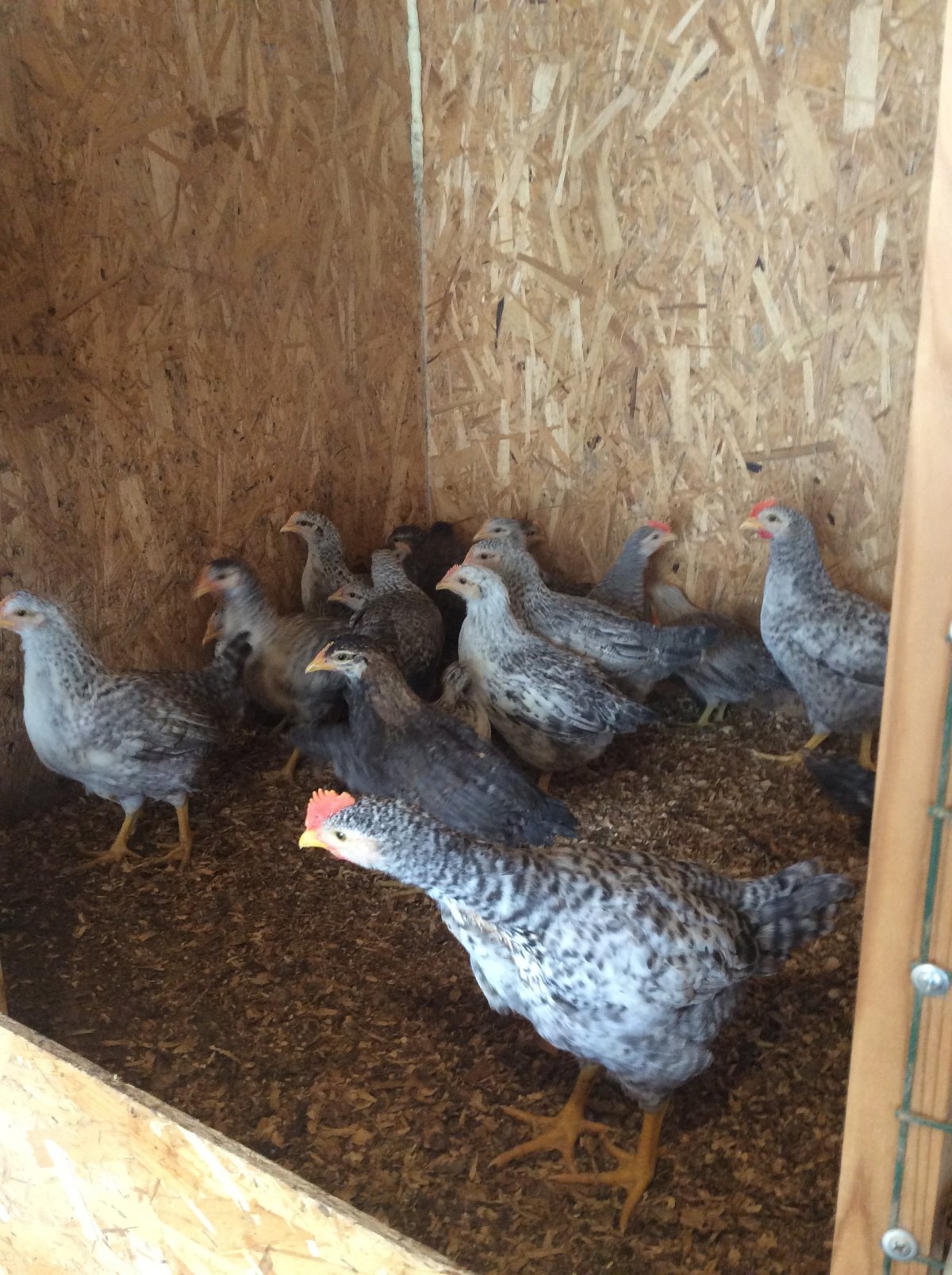 Куры Борковская барвистая