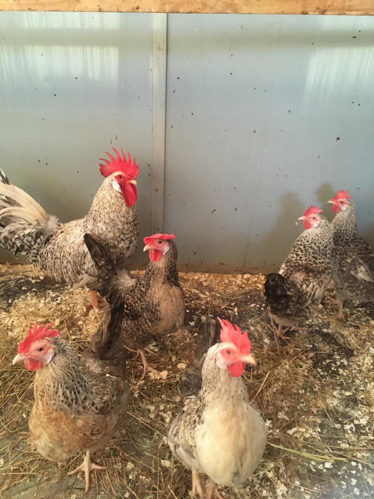 Борковская барвистая порода