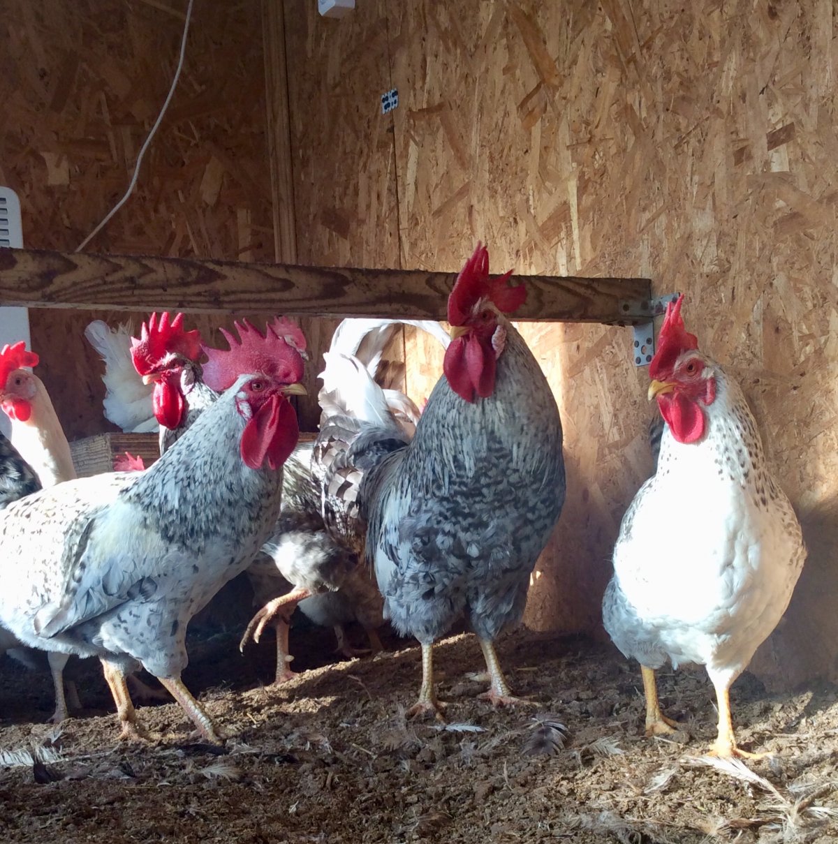 Борковская барвистая