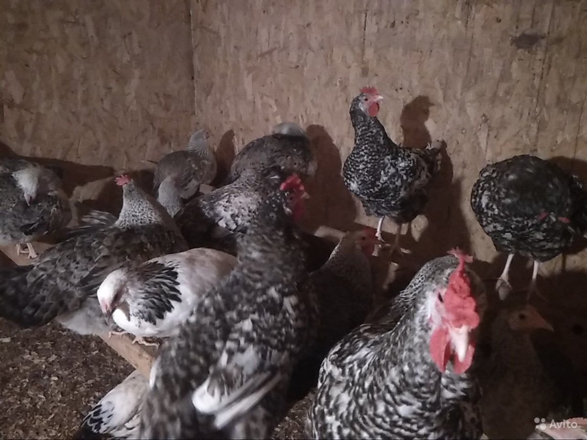 Борковская барвистая