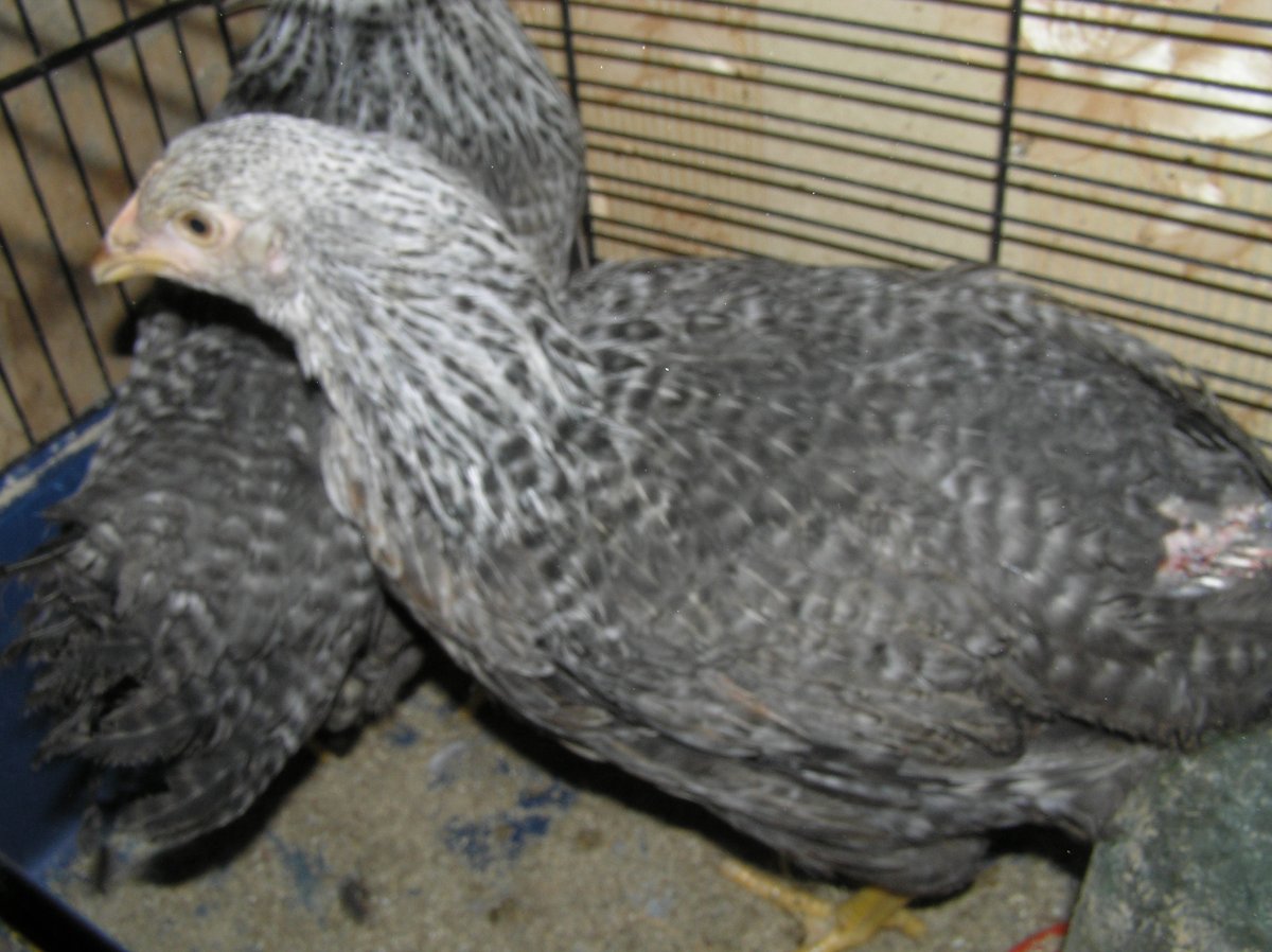 Арауканы серебро цыплята